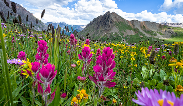 wildflowers with Colorado mountains in background