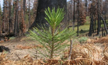 Arbor Day trees