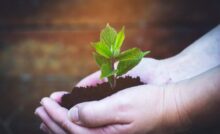Tree planting